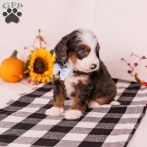 Gary, Mini Bernedoodle Puppy